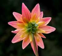 Metamorphosis - 8 Dahlias + AI