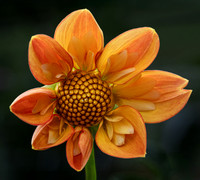 Dahlias, 2025