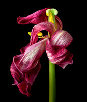 Botanical Portraits